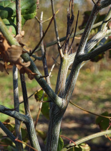 Acer capillipes (1)